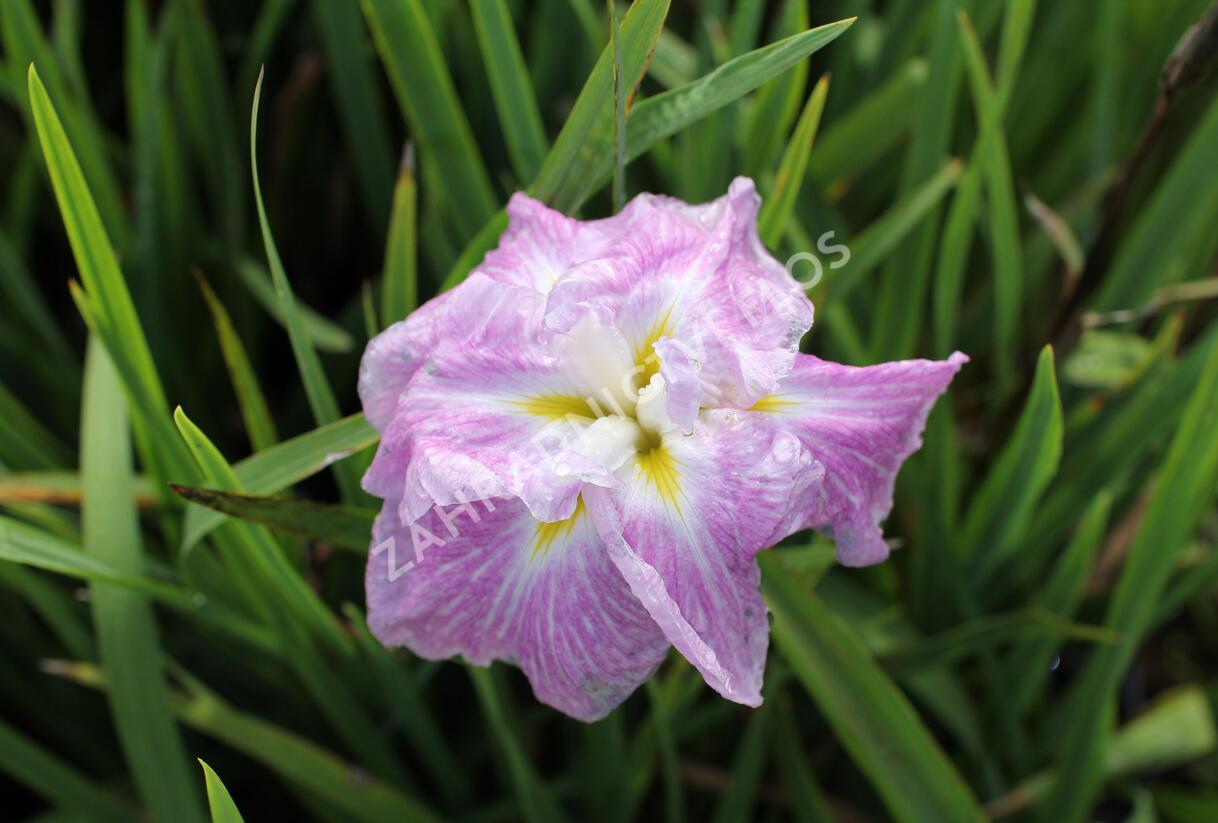 Kosatec mečovitý 'Prima Ballerina' - Iris ensata 'Prima Ballerina'