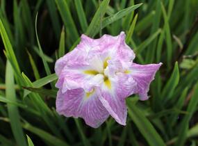 Kosatec mečovitý 'Prima Ballerina' - Iris ensata 'Prima Ballerina'
