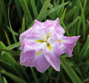 Kosatec mečovitý 'Prima Ballerina' - Iris ensata 'Prima Ballerina'