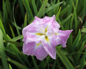 Kosatec mečovitý 'Prima Ballerina'
