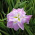 Iris ensata 'Prima Ballerina'.JPG