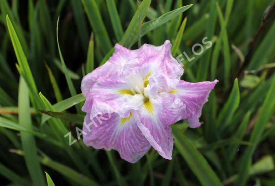 Kosatec mečovitý 'Prima Ballerina' - Iris ensata 'Prima Ballerina'