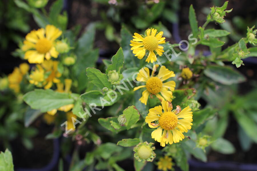 Záplevák podzimní 'Mariach MT Sombrero' - Helenium autumnale 'Mariachi MT Sombrero'