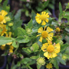 Záplevák podzimní 'Mariach MT Sombrero' - Helenium autumnale 'Mariachi MT Sombrero'