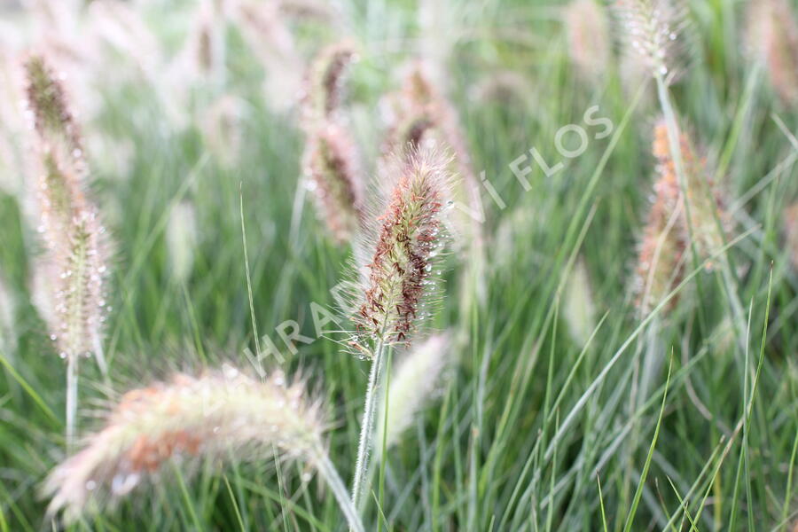 Dochan psárkovitý 'Weserbergland' - Pennisetum alopecuroides 'Weserbergland'