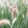 Dochan psárkovitý 'Weserbergland' - Pennisetum alopecuroides 'Weserbergland'