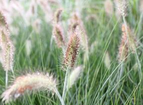 Dochan psárkovitý 'Weserbergland' - Pennisetum alopecuroides 'Weserbergland'