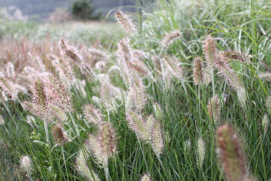 Dochan psárkovitý 'Weserbergland' - Pennisetum alopecuroides 'Weserbergland'
