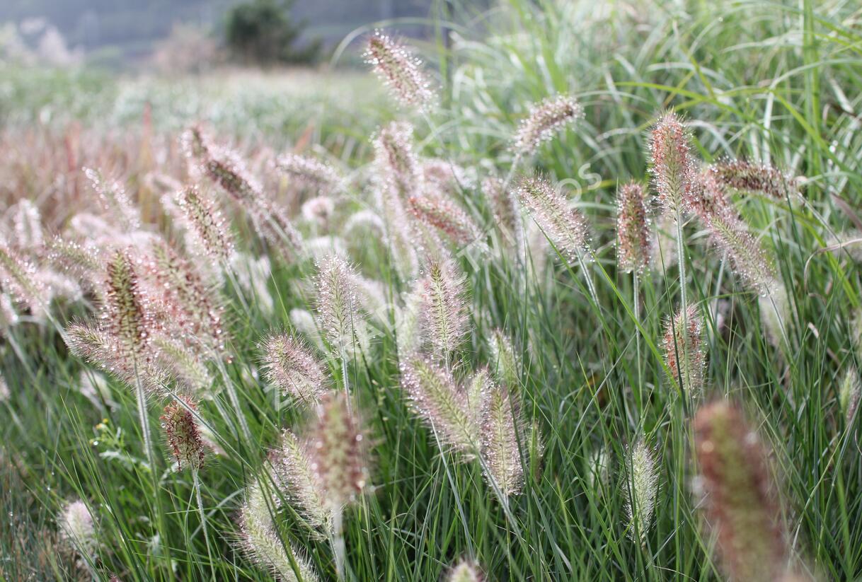 Dochan psárkovitý 'Weserbergland' - Pennisetum alopecuroides 'Weserbergland'