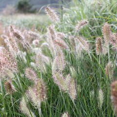 Dochan psárkovitý 'Weserbergland' - Pennisetum alopecuroides 'Weserbergland'