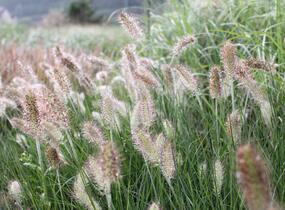 Dochan psárkovitý 'Weserbergland' - Pennisetum alopecuroides 'Weserbergland'