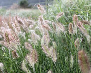 Dochan psárkovitý 'Weserbergland'