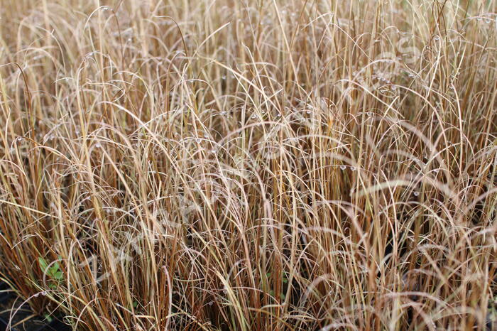 Ostřice Buchananova - Carex buchananii