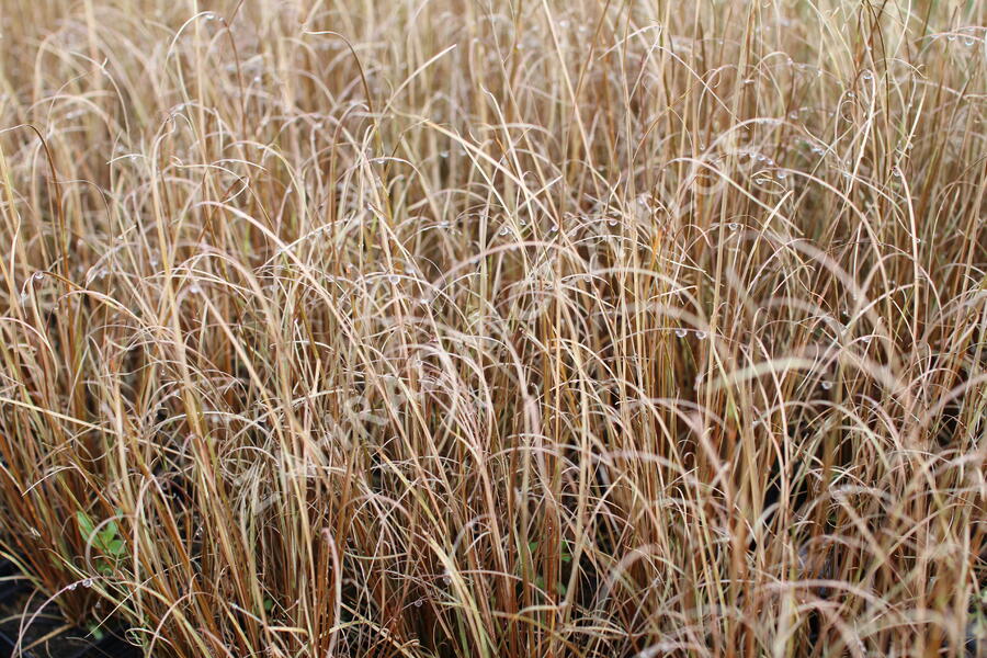 Ostřice Buchananova - Carex buchananii