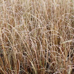 Ostřice Buchananova - Carex buchananii