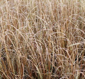 Ostřice Buchananova - Carex buchananii