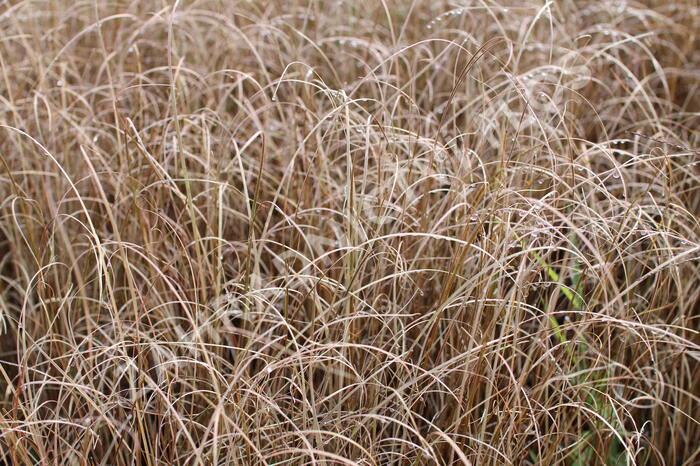 Ostřice Buchananova 'Red Rooster' - Carex buchananii 'Red Rooster'