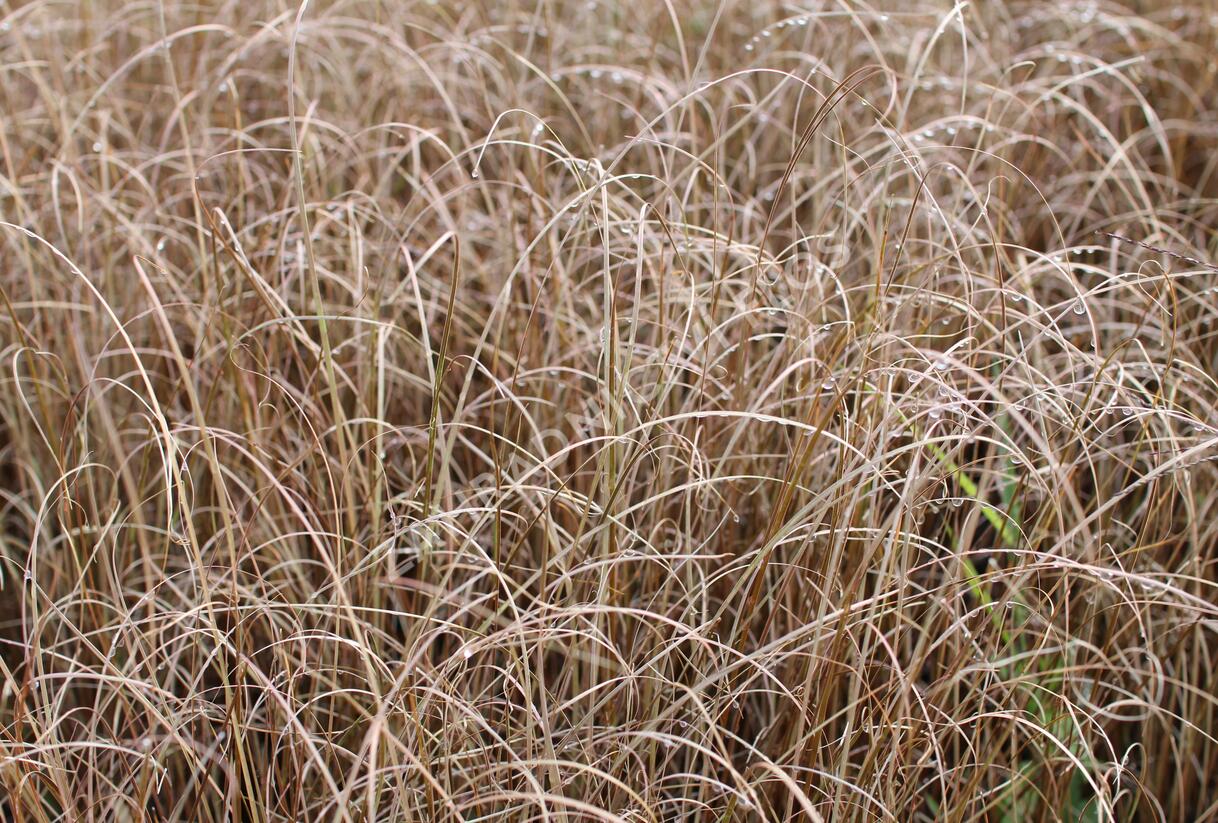 Ostřice Buchananova 'Red Rooster' - Carex buchananii 'Red Rooster'