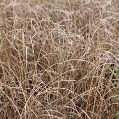 Ostřice Buchananova 'Red Rooster' - Carex buchananii 'Red Rooster'