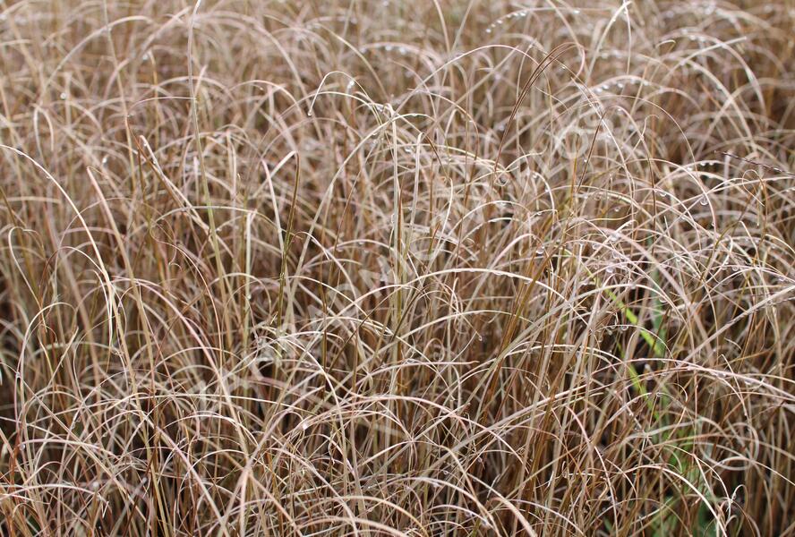 Ostřice Buchananova 'Red Rooster' - Carex buchananii 'Red Rooster'