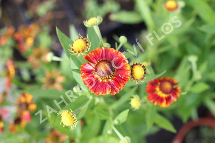 Záplevák podzimní 'Fire' - Helenium autumnale 'Fire'