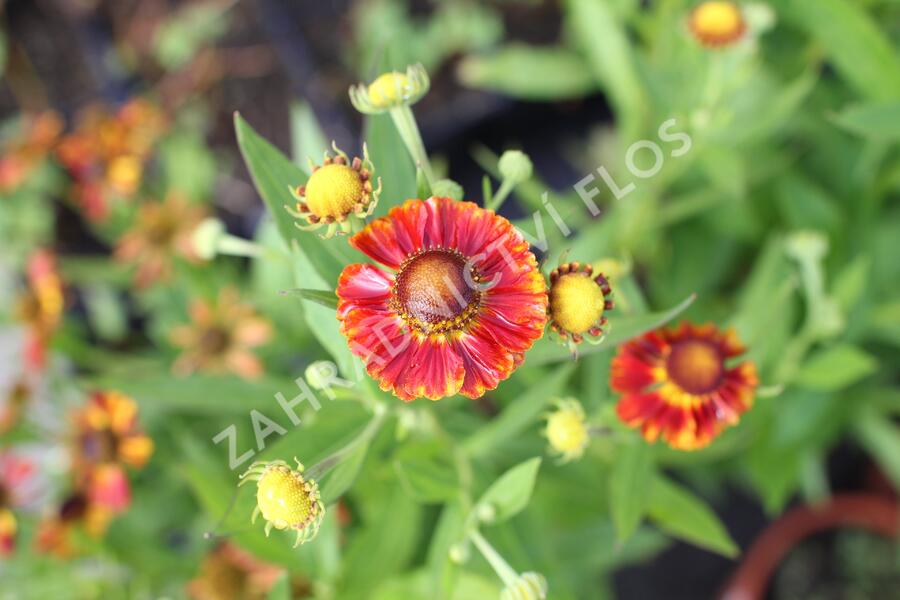 Záplevák podzimní 'Fire' - Helenium autumnale 'Fire'
