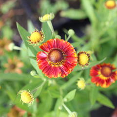 Záplevák podzimní 'Fire' - Helenium autumnale 'Fire'