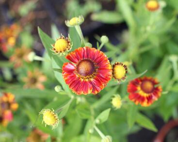 Záplevák podzimní 'Fire'