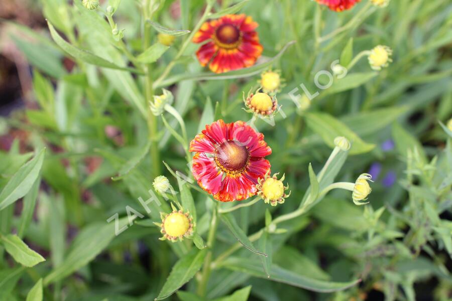 Záplevák podzimní 'Fire' - Helenium autumnale 'Fire'