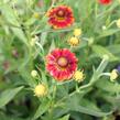 Záplevák podzimní 'Fire' - Helenium autumnale 'Fire'