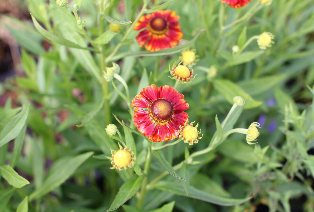 Záplevák podzimní 'Fire' - Helenium autumnale 'Fire'