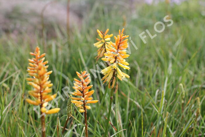 Kleopatřina jehla 'Rich Echoes' - Kniphofia uvaria 'Rich Echoes'®