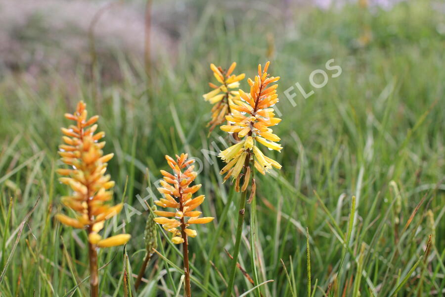 Kleopatřina jehla 'Rich Echoes' - Kniphofia uvaria 'Rich Echoes'®