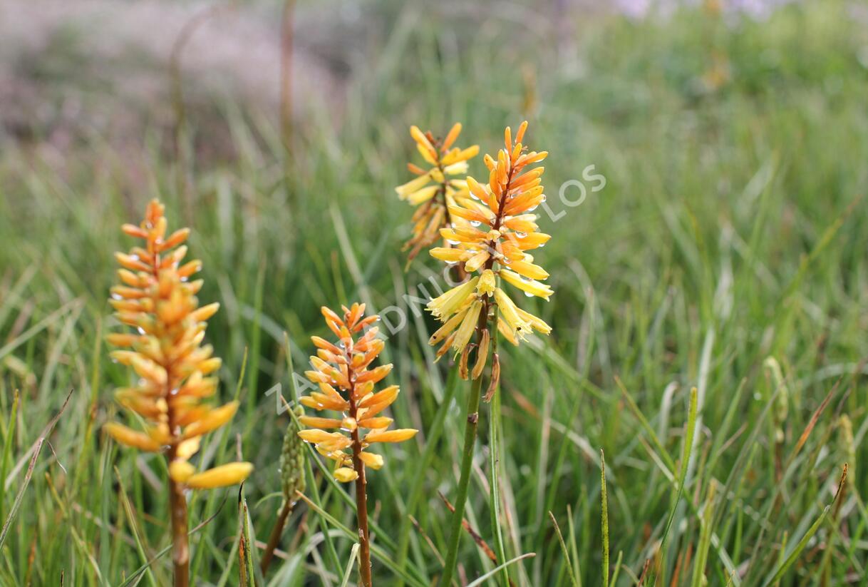 Kleopatřina jehla 'Rich Echoes' - Kniphofia uvaria 'Rich Echoes'®