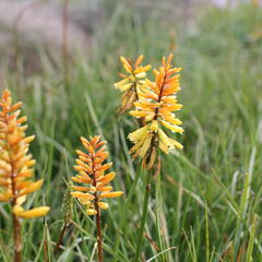 Kleopatřina jehla 'Rich Echoes' - Kniphofia uvaria 'Rich Echoes'®