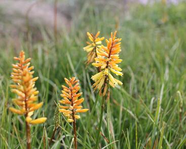 Kleopatřina jehla 'Rich Echoes'