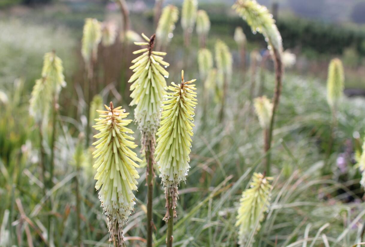 Kleopatřina jehla 'Green Jade' - Kniphofia 'Green Jade'