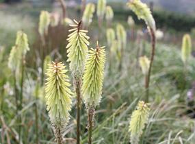 Kleopatřina jehla 'Green Jade' - Kniphofia 'Green Jade'