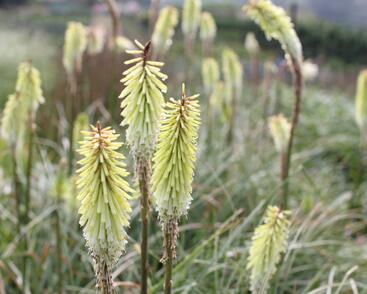 Kleopatřina jehla 'Green Jade'
