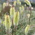 Kniphofia 'Green Jade'_01.JPG