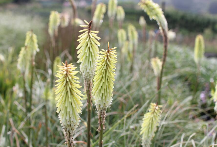 Kleopatřina jehla 'Green Jade' - Kniphofia 'Green Jade'