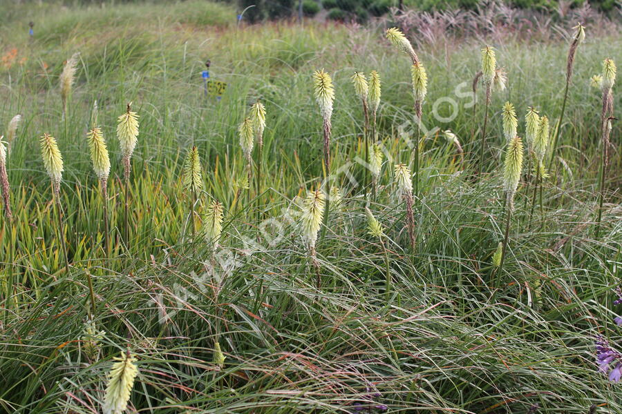 Kleopatřina jehla 'Green Jade' - Kniphofia 'Green Jade'