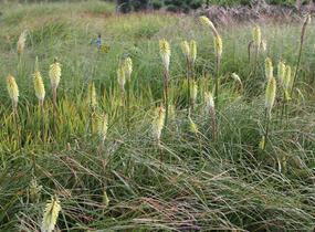 Kleopatřina jehla 'Green Jade' - Kniphofia 'Green Jade'