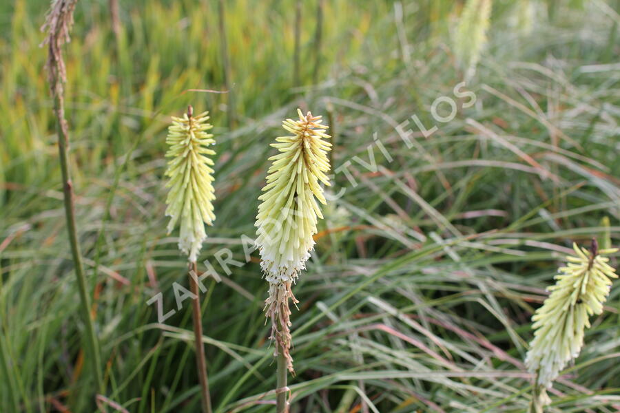 Kleopatřina jehla 'Green Jade' - Kniphofia 'Green Jade'