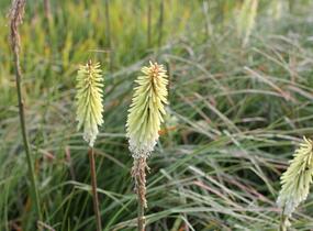 Kleopatřina jehla 'Green Jade' - Kniphofia 'Green Jade'