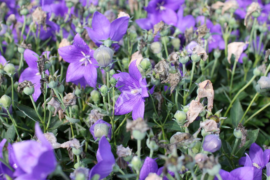 Zvonkovec velkokvětý, boubelka 'Codo Blue' - Platycodon grandiflorus 'Codo Blue'