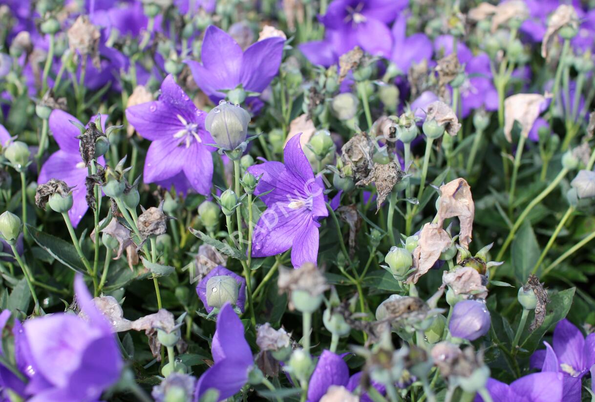 Zvonkovec velkokvětý, boubelka 'Codo Blue' - Platycodon grandiflorus 'Codo Blue'