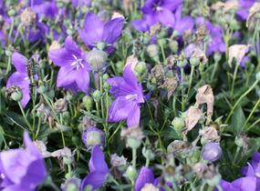 Zvonkovec velkokvětý, boubelka 'Codo Blue' - Platycodon grandiflorus 'Codo Blue'