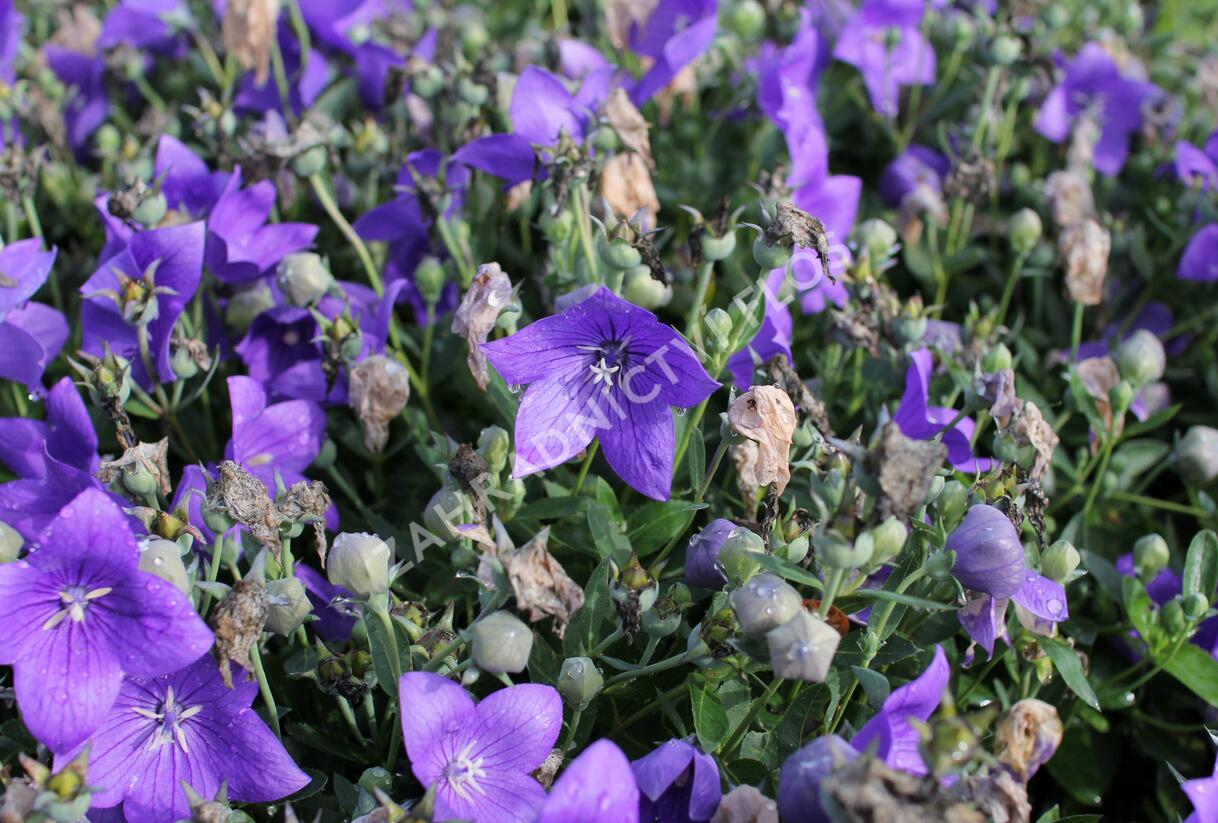 Zvonkovec velkokvětý, boubelka 'Codo Blue' - Platycodon grandiflorus 'Codo Blue'