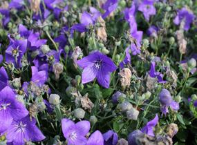 Zvonkovec velkokvětý, boubelka 'Codo Blue' - Platycodon grandiflorus 'Codo Blue'